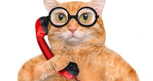 Cat Talking On The Phone.