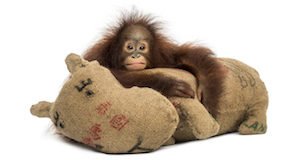 Young Bornean Orangutan Hugging Its Burlap Stuffed Toy, Looking At The Camera, Pongo Pygmaeus, 18 Mo